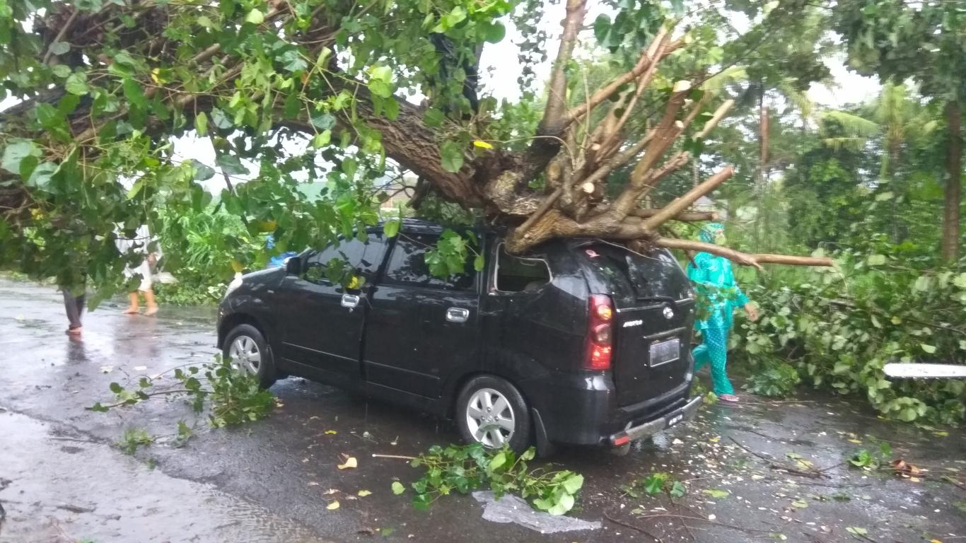 Hujan Deras disertai Angin, Pohon Tumbang Menimpa Mobil