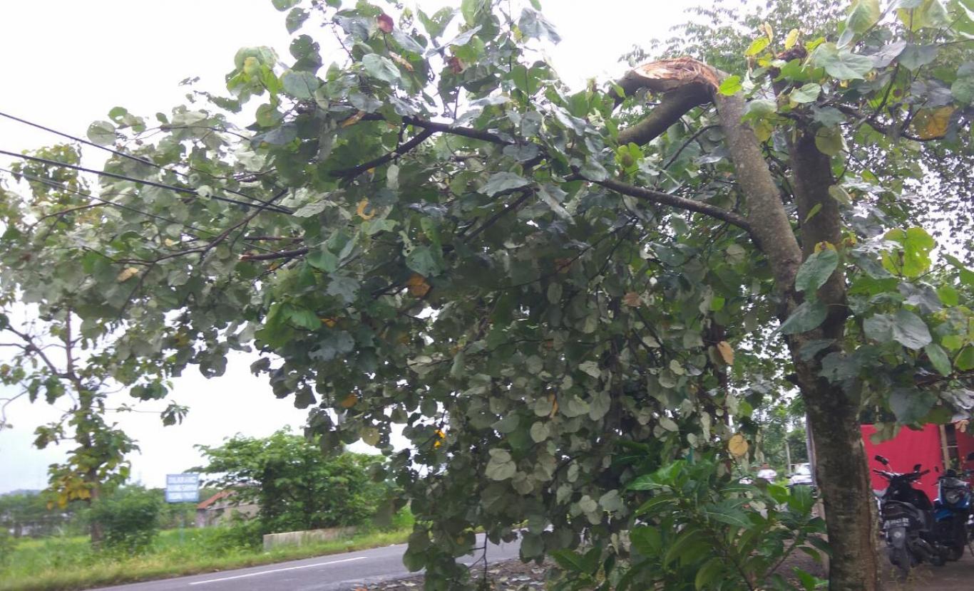 Pohon Waru tumbang menimpa kabel telepon