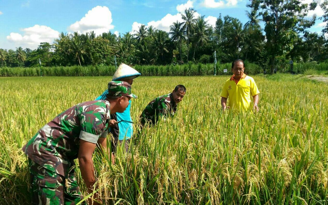 UBINAN DI KARET, produksi padi mencapai 9ton lebih