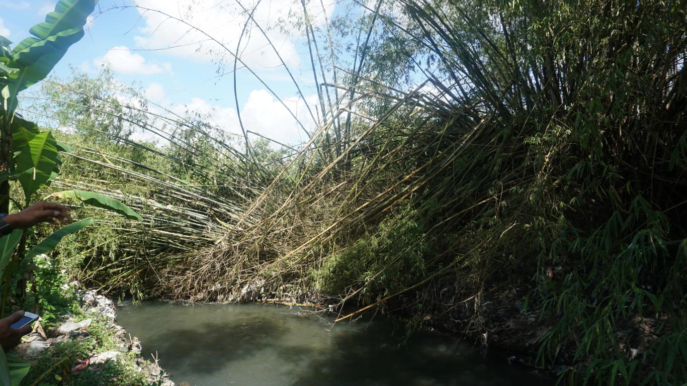 Rumpun Bambu Tumbang, warga resah