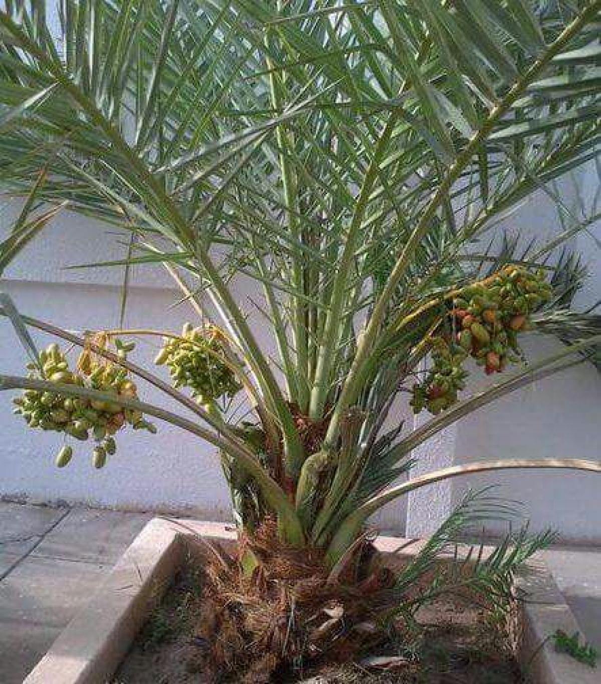 KURMA TROPIS, Tanaman Masa Depan Nusantara