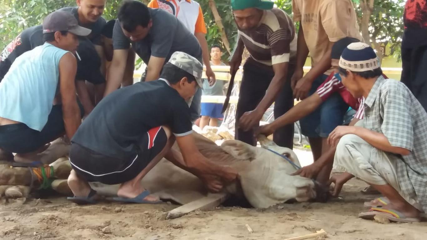 Penyembelihan Hewan Qurban di Kedaton