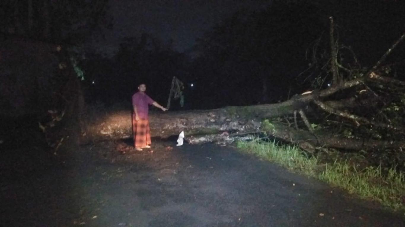 Hujan Perdana Tumbangkan Pohon Raksasa 