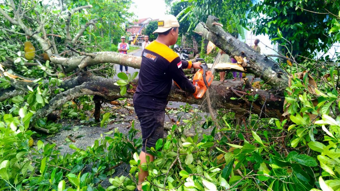 Elite Rescue Keluar Kandang, Membantu Penanganan Pohon tumbang di Timbulharjo