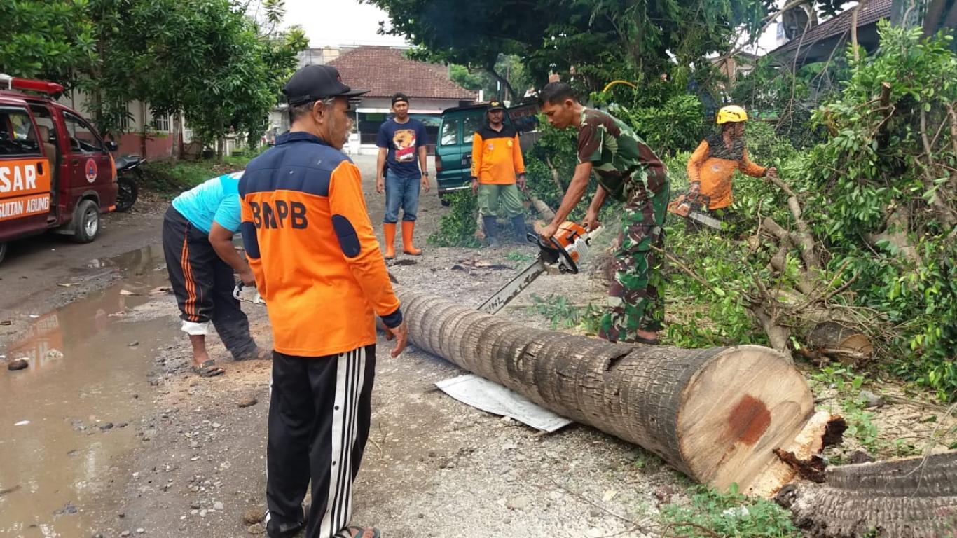 Pengkondisian Pohon Beringin 