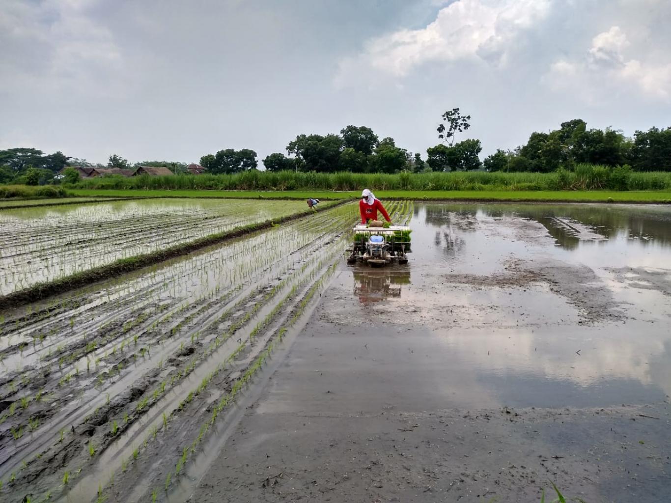 TRANSPLANTER, Solusi Atasi Sulitnya Mencari Tenaga Tanam Padi