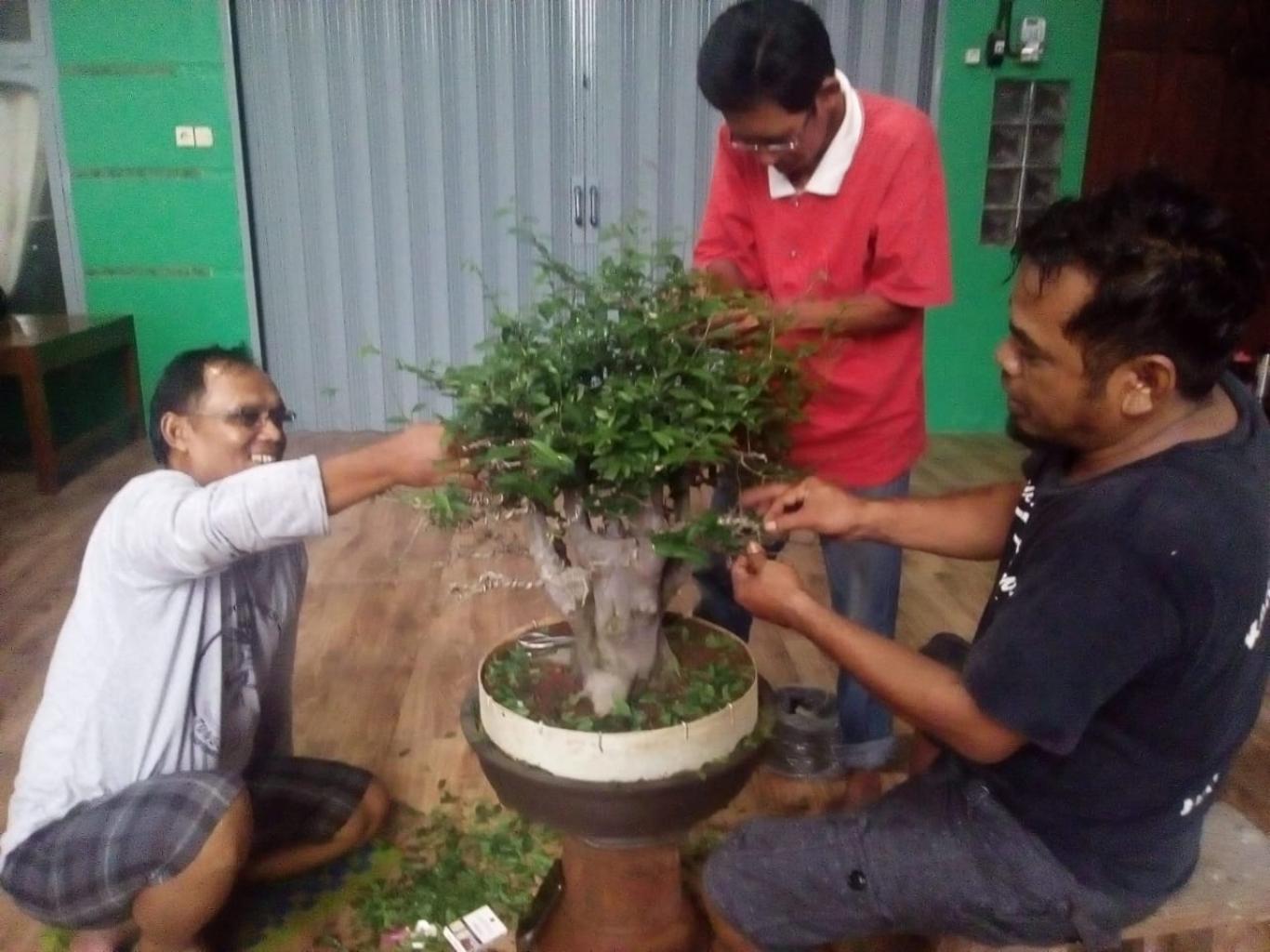 Bersama Menciptakan Keindahan Melalui Bonsai